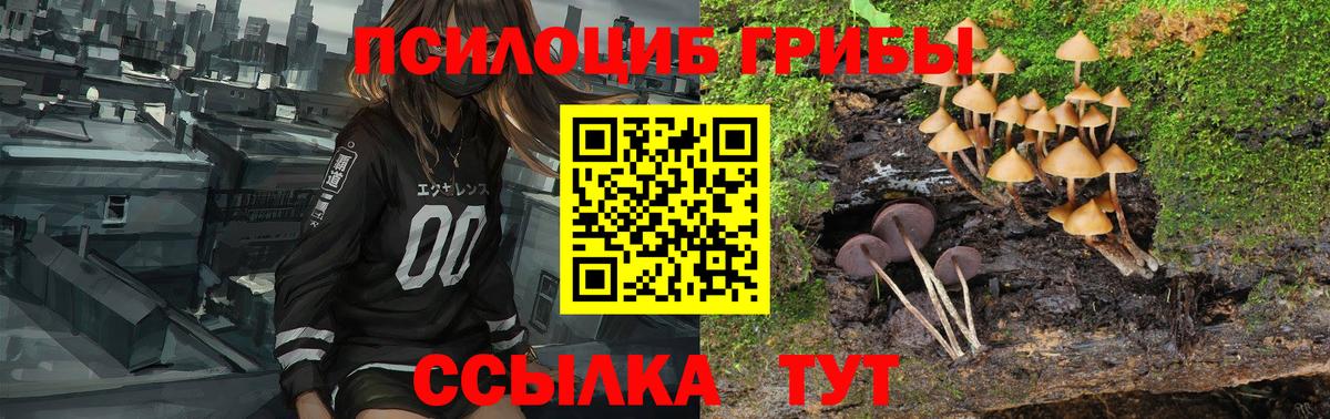 Псилоцибиновые грибы прущие грибы Камень-на-Оби